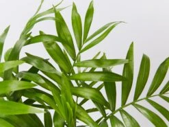 Chamaedorea Elegans Parlour Palm