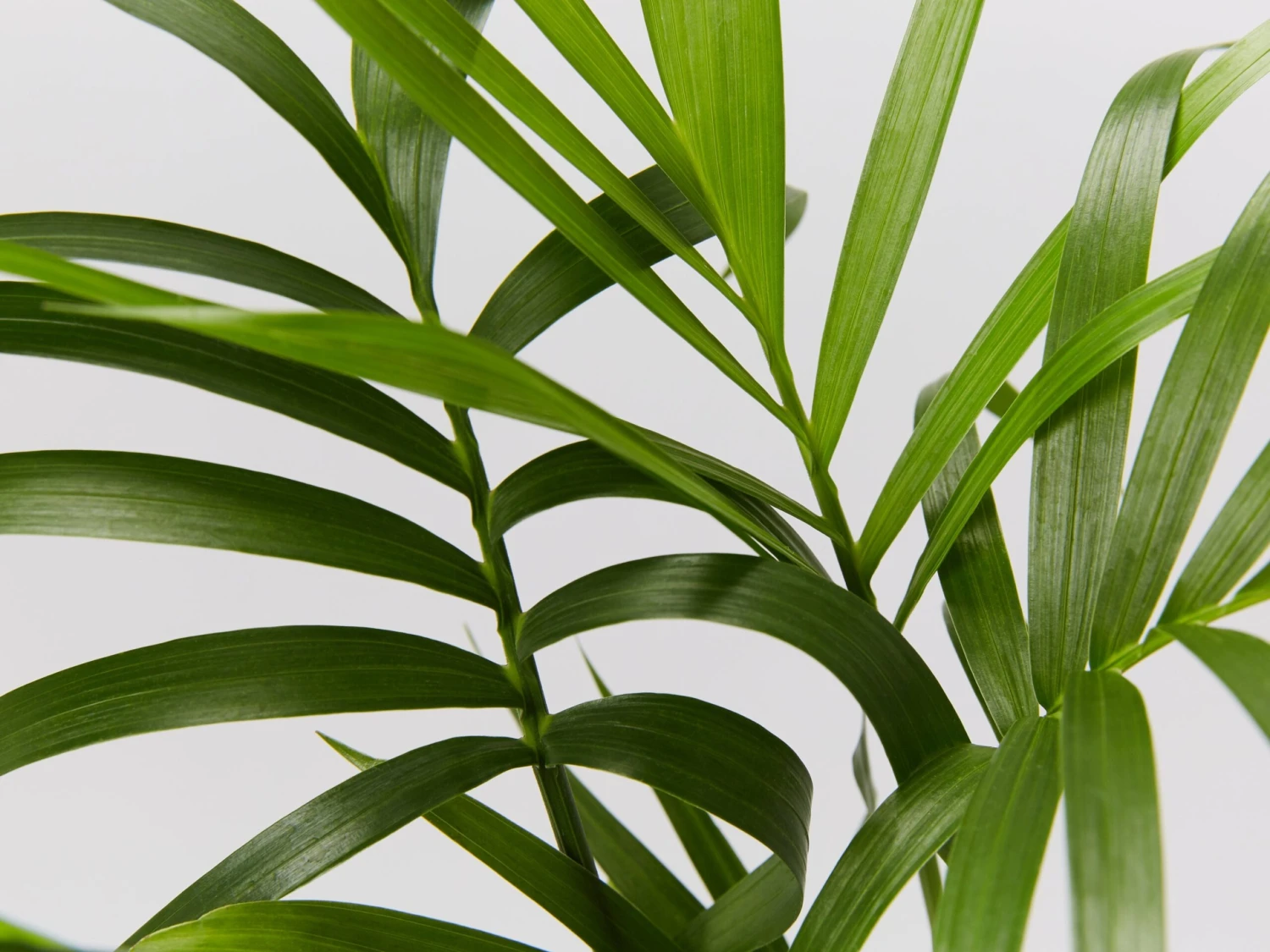 Chamaedorea Atrovirens 'Cascade Palm' - Image 2