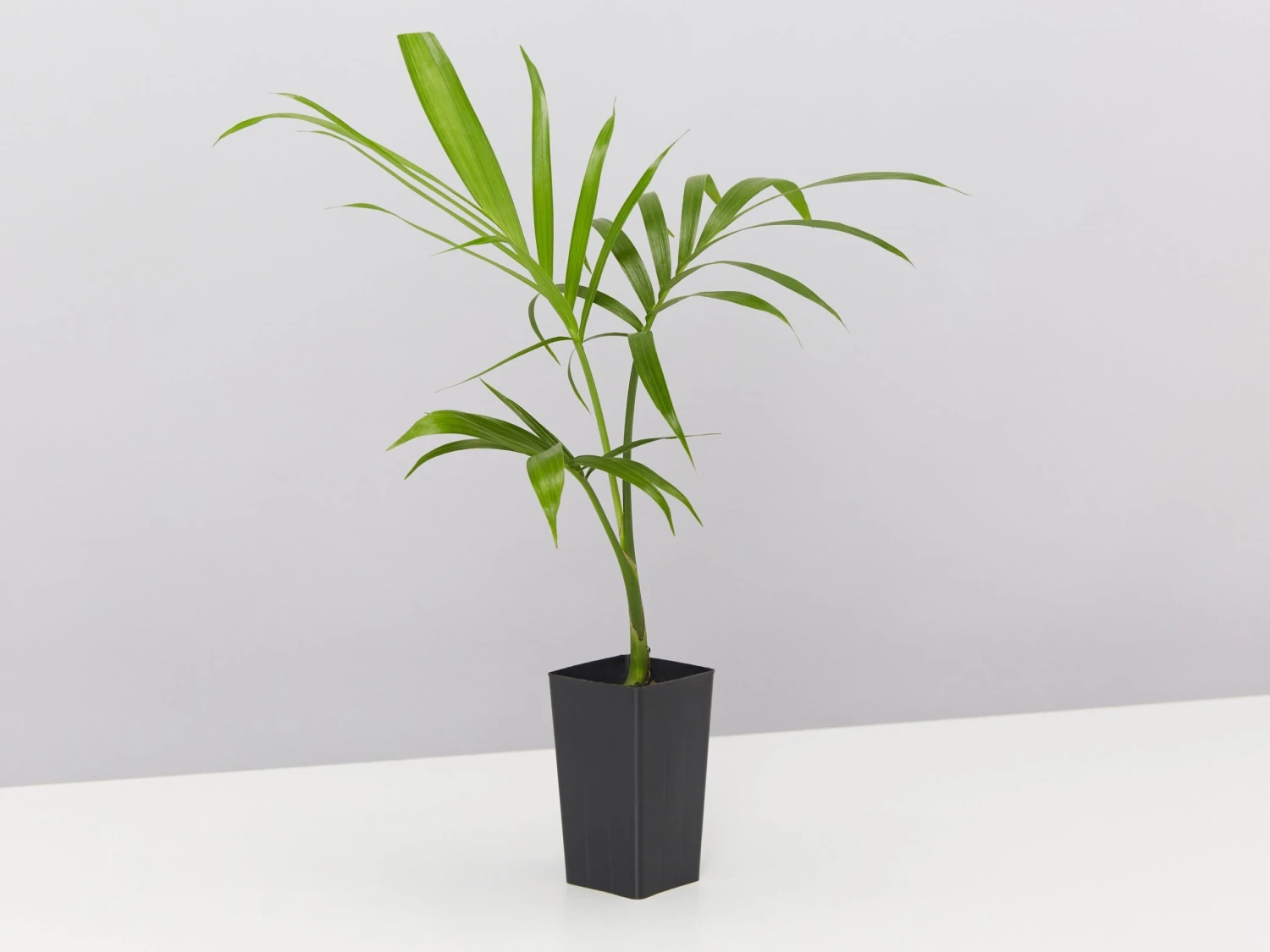 Chamaedorea Atrovirens 'Cascade Palm' - Image 3