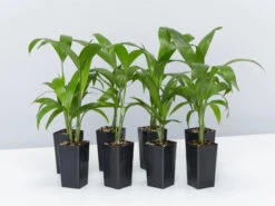 Chamaedorea Seifrizii Bamboo Palm