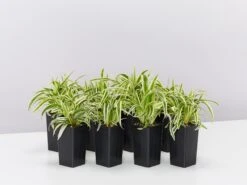 Chlorophytum Laxum Zebrina 'Compact Spider' Plant Pack