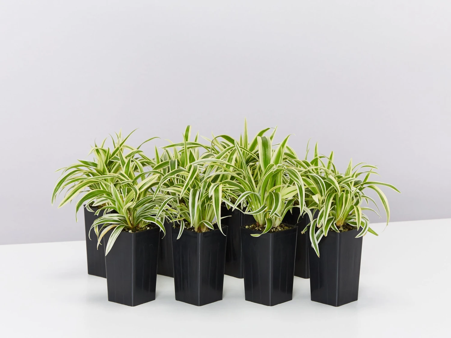 Chlorophytum Laxum Zebrina 'Compact Spider' Plant Pack