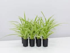 Variegated Spider Plant - Chlorophytum Comosum Variegatum