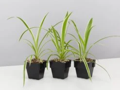 Chlorophytum Comosum Ocean 85mm