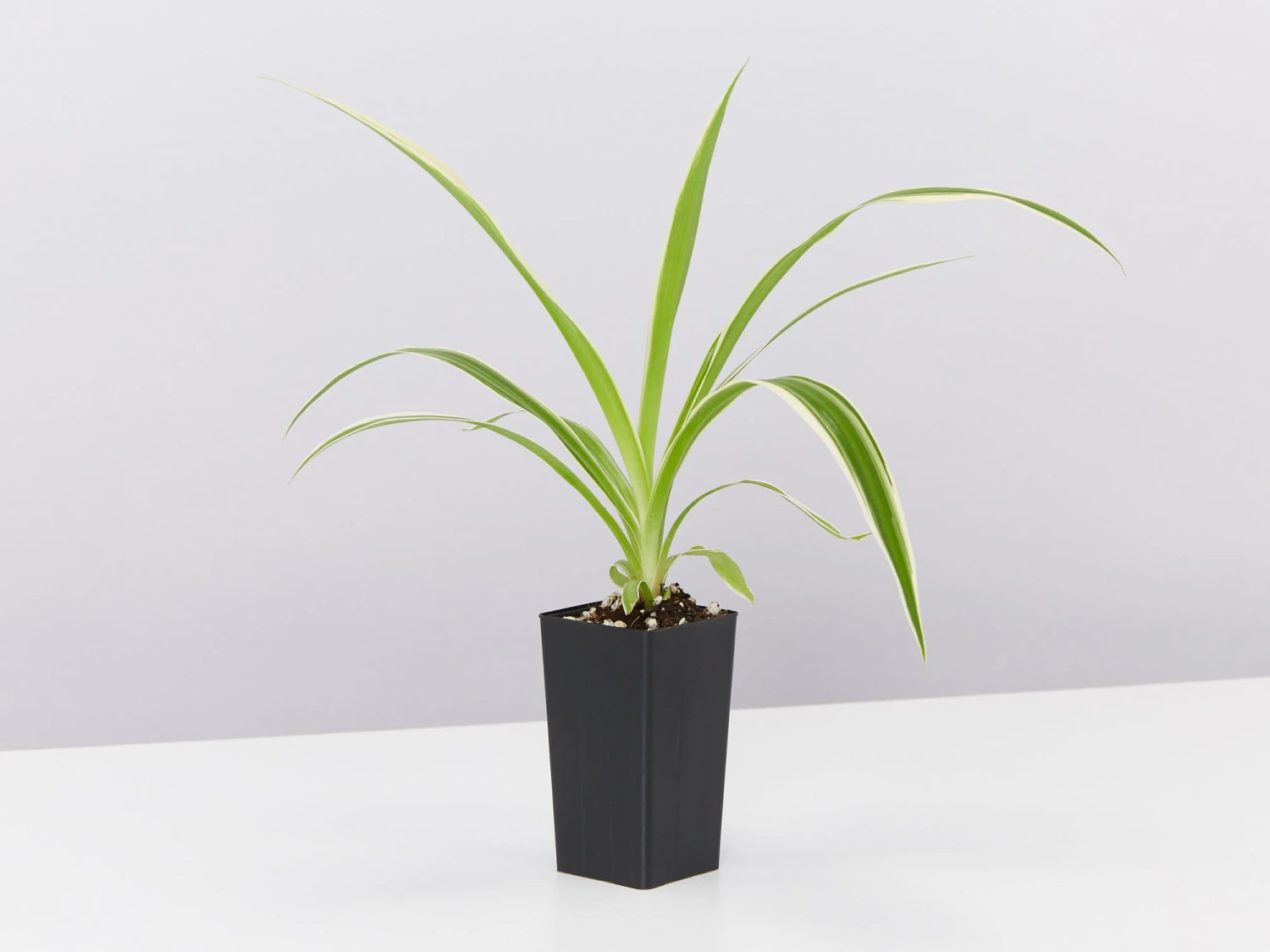 Back-To-School Classroom Box - Indoor Plants - Image 6