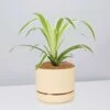 Variegated Spider Plant - Pot + Plant + Soil