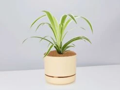 Variegated Spider Plant - Pot + Plant + Soil