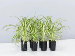 Chlorophytum Comosum Picturatum