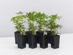 Choisya X Dewitteana White Dazzler