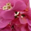 Bougainvillea Clifton Belle