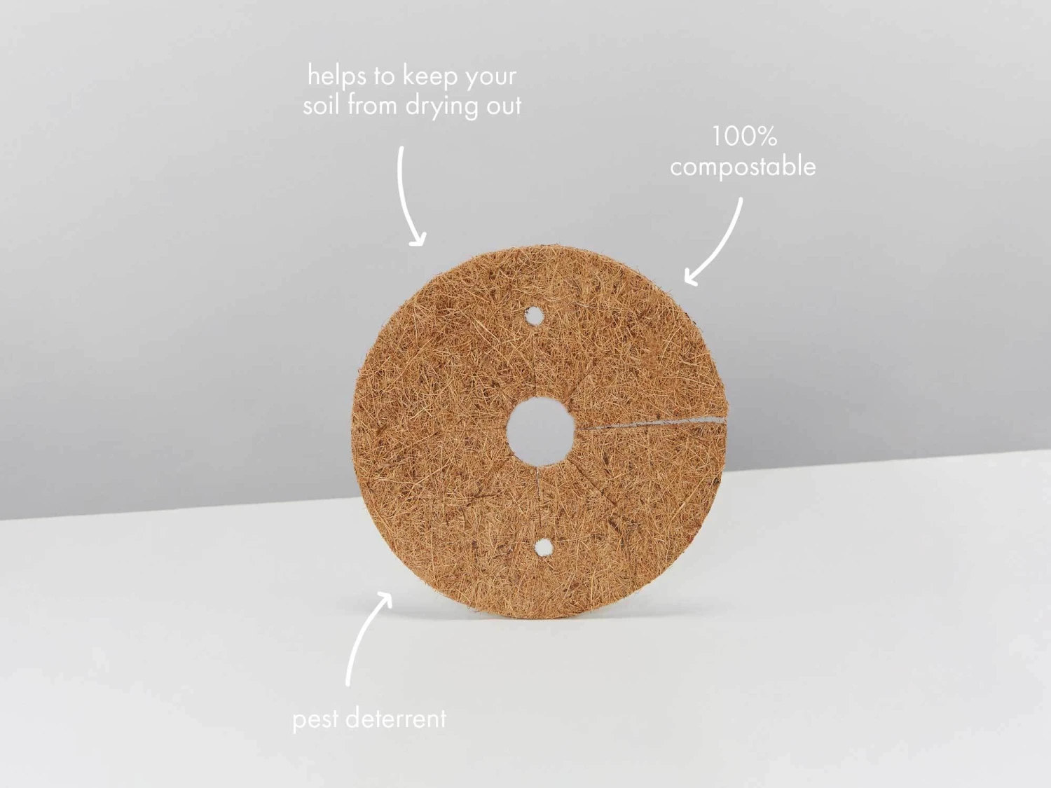 Syngonium Fantasy Variegated - Pot + Plant + Soil - Image 19