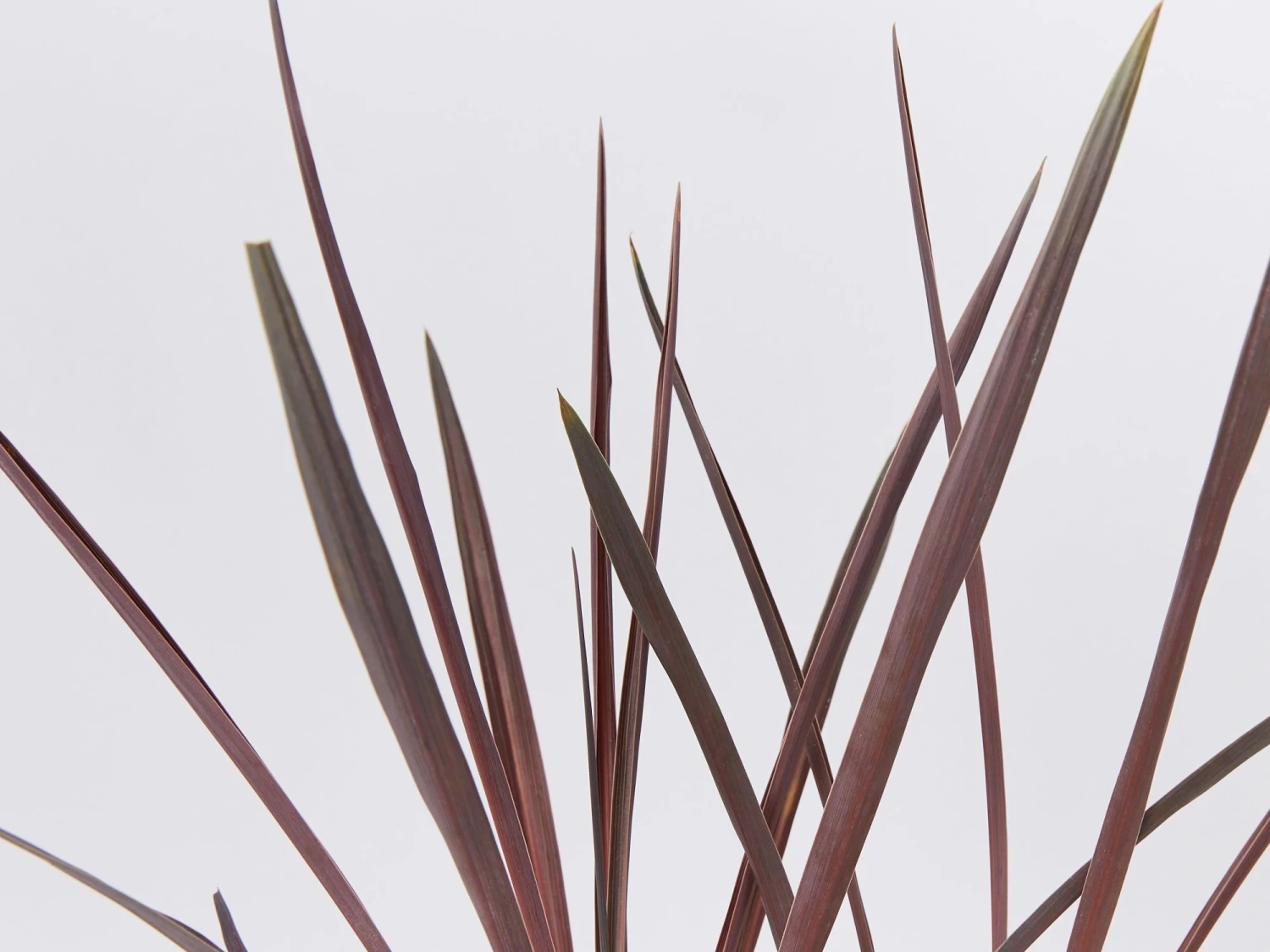 Cordyline Terminalis 'Red Sensation' - Image 3