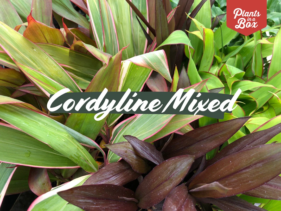 Cordyline Mixed Pack