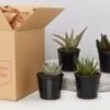 Assorted Succulent Box