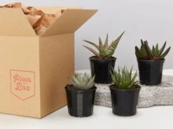 Assorted Succulent Box