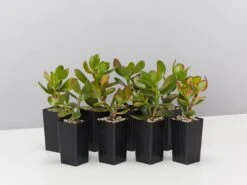 Crassula Ovata Red Edge