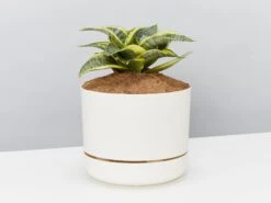 Sansevieria Trifasciata Golden Hahnii - Pot + Plant + Soil