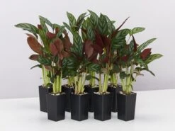 Ctenanthe Setosa Houseplant Pack