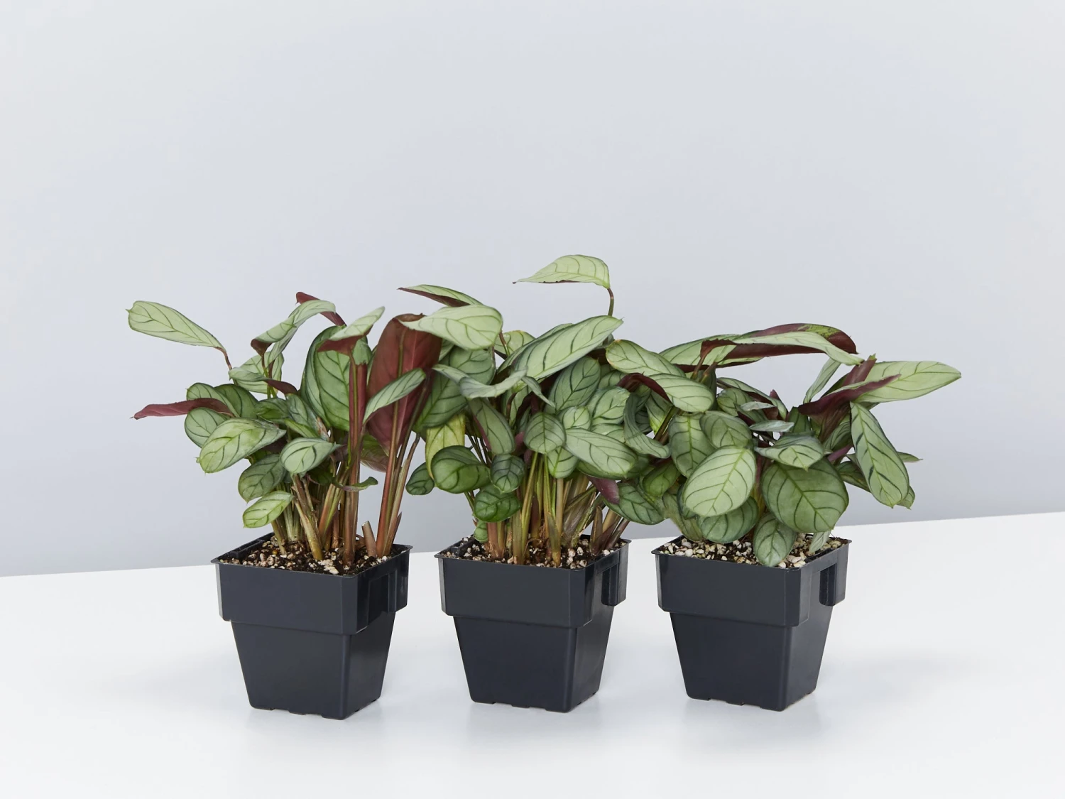 Ctenanthe Amagris - Image 5