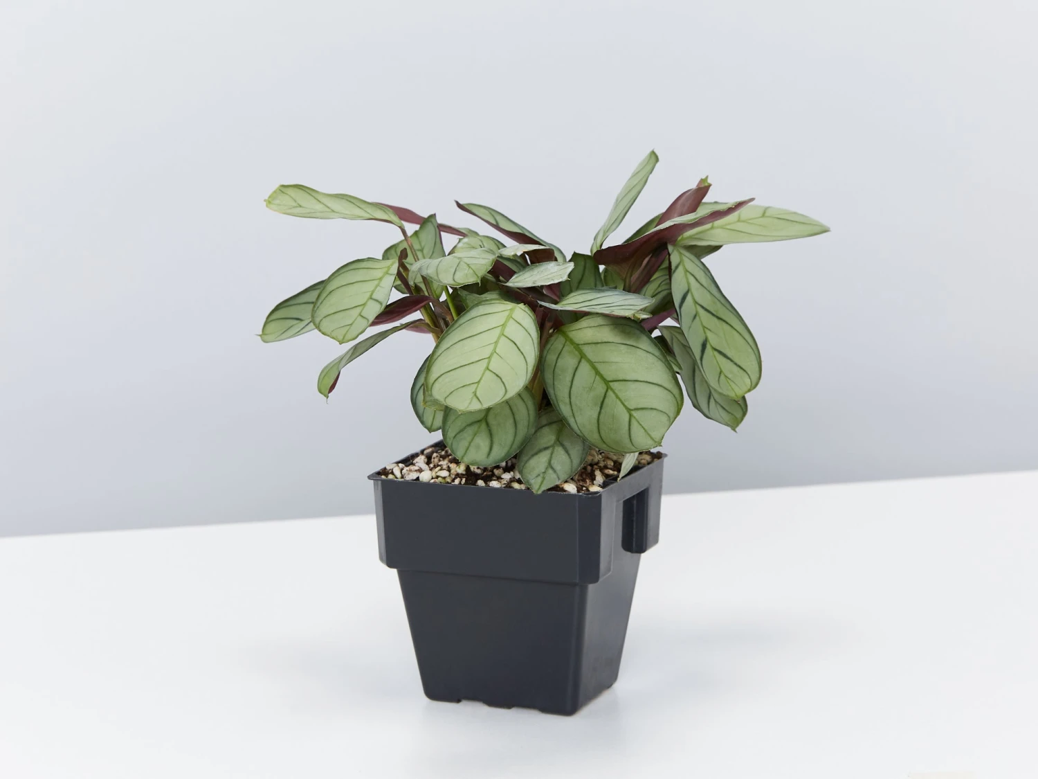 Ctenanthe Amagris - Image 4