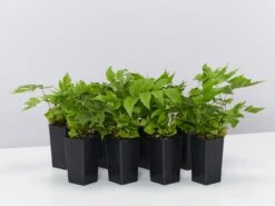 Cyrtomium Falcatum Maritimum