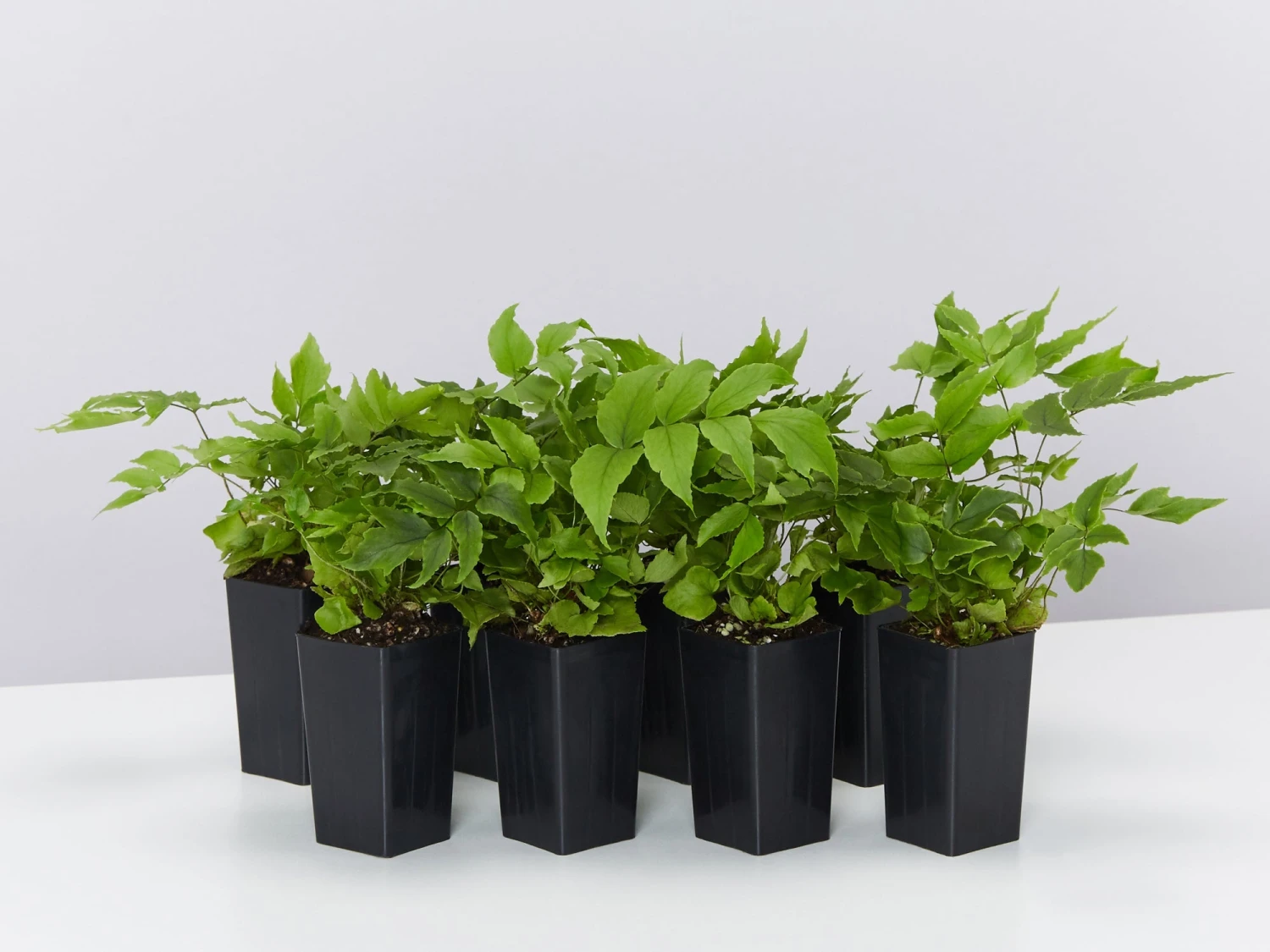 Cyrtomium Falcatum Maritimum