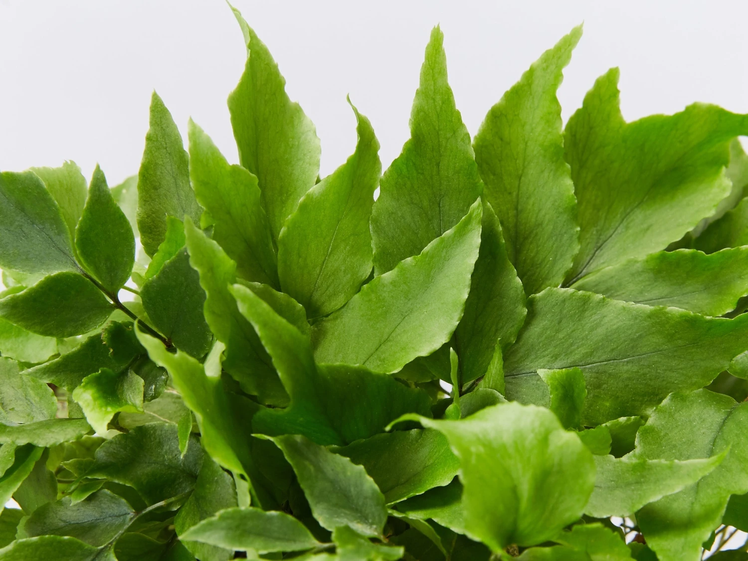 Cyrtomium Falcatum Maritimum - Image 2