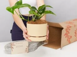 Golden Pothos - Pot + Plant + Soil