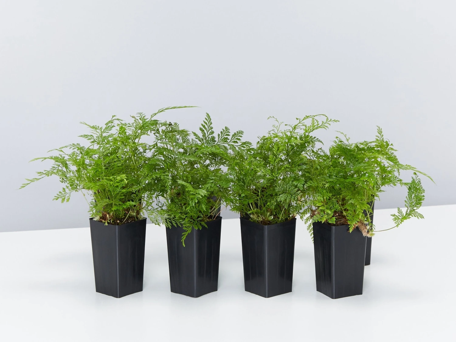 White Rabbits Foot Fern