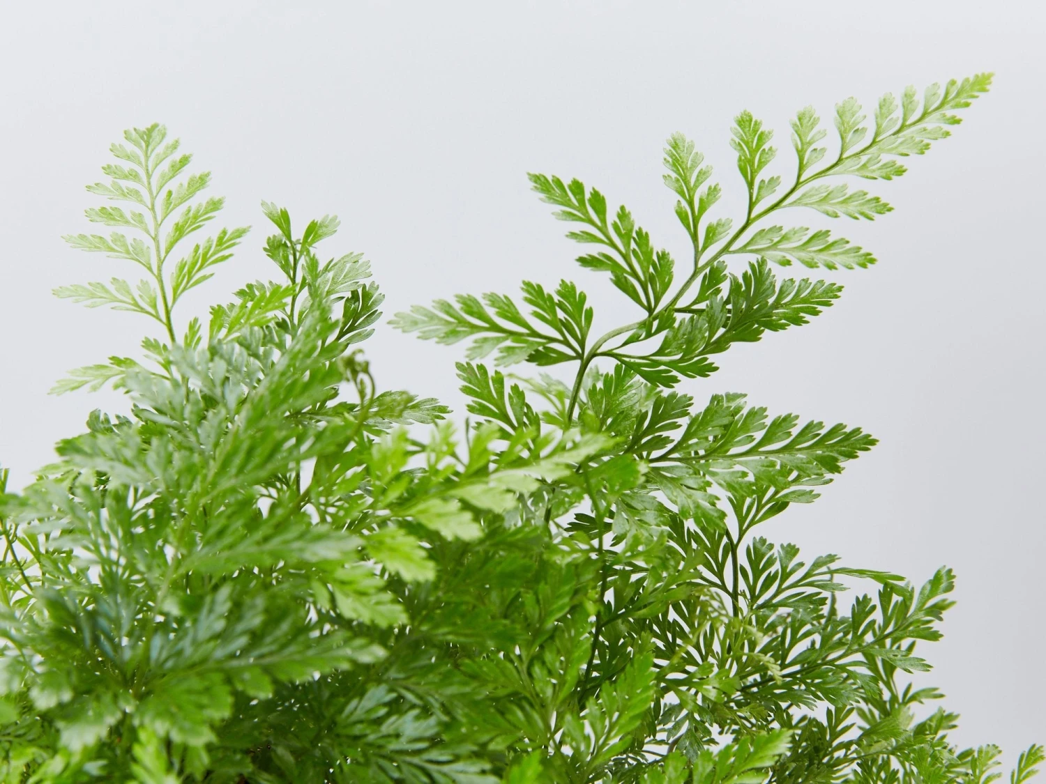 White Rabbits Foot Fern - Image 2