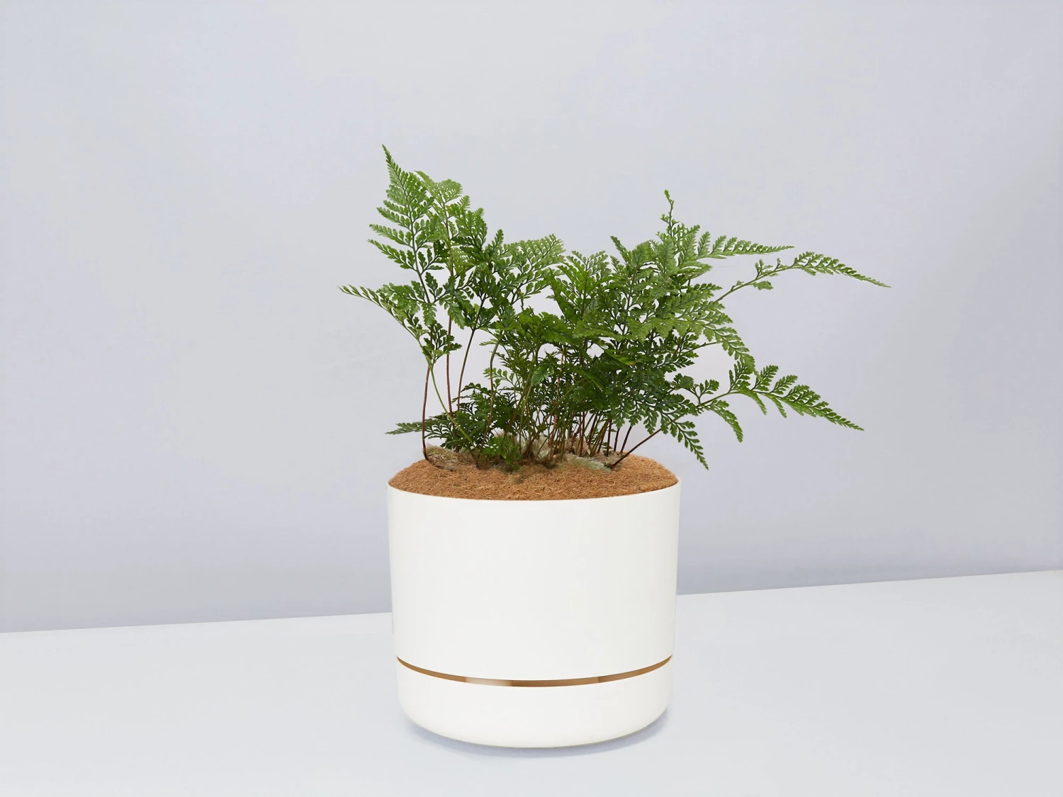 Fern Gift Box - Pot + Plant + Soil - Image 11