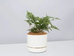 Fern Gift Box - White Pot