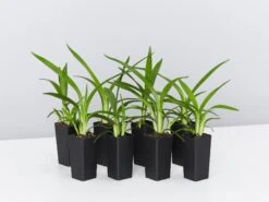 Dianella Emerald Fountain