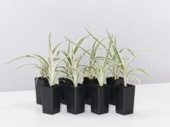 Dianella 'Silver Streak' Variegated