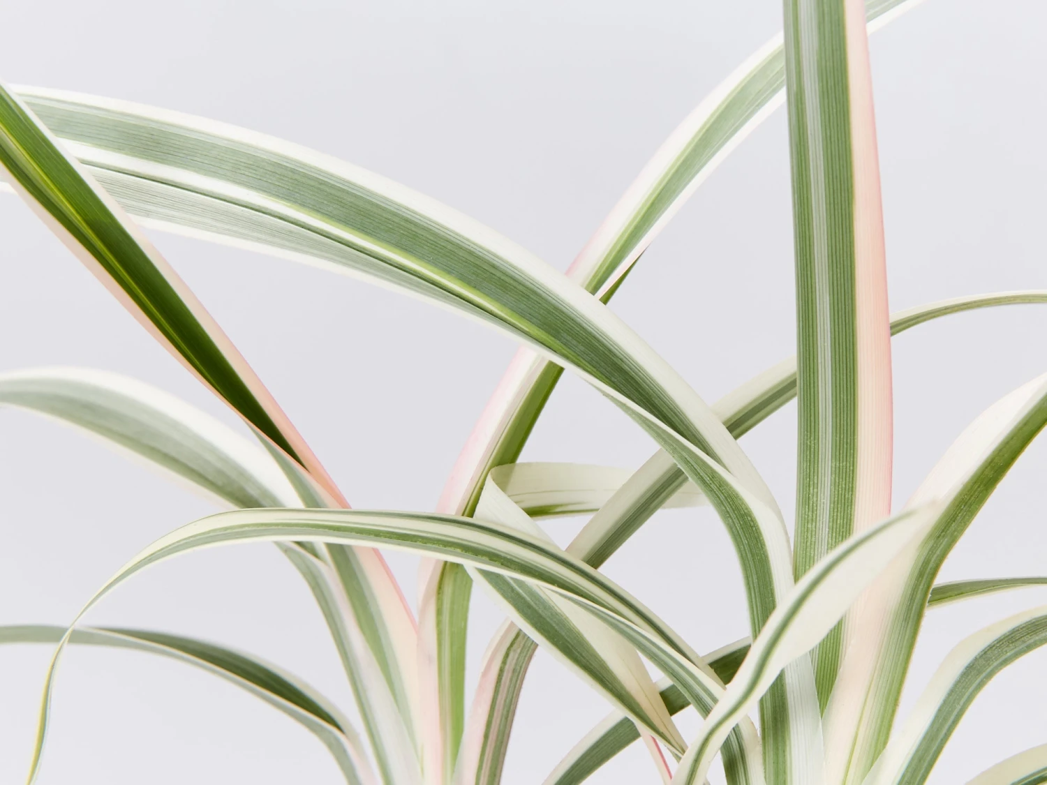 Dianella Variegata - Image 2