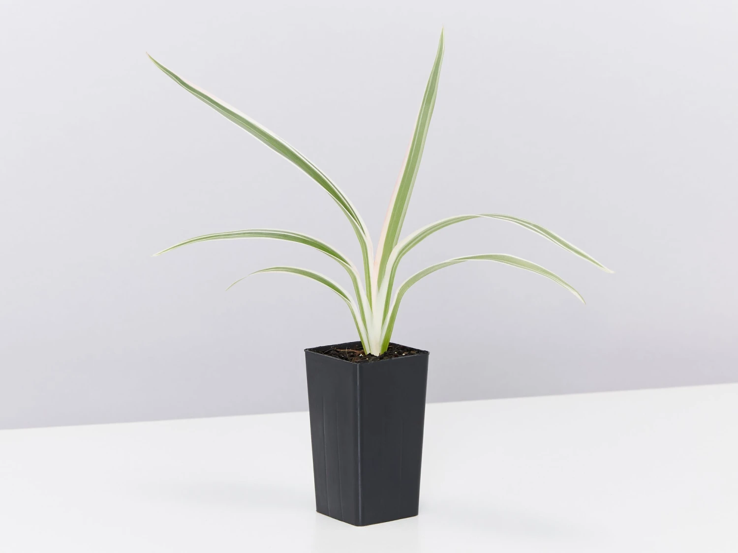 Dianella Variegata - Image 3