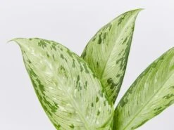 Dieffenbachia Memoria Corsii