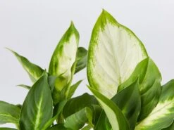 Dieffenbachia Seguine Tropic Marianne