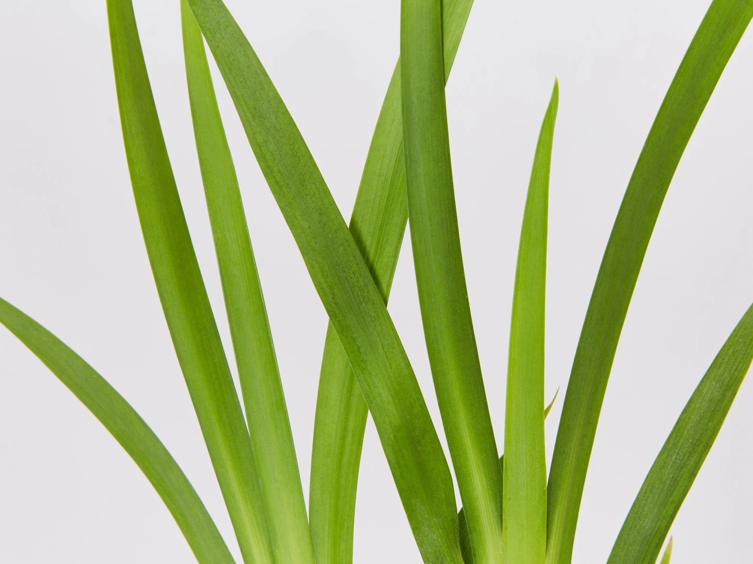 Dietes Grandiflora - Image 3