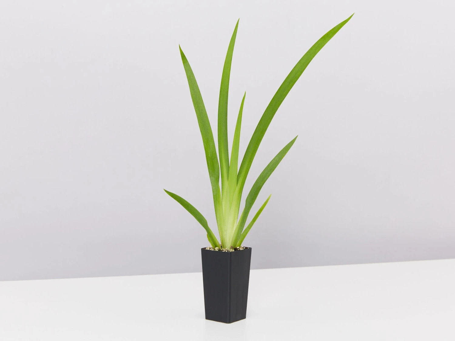 Dietes Grandiflora - Image 5