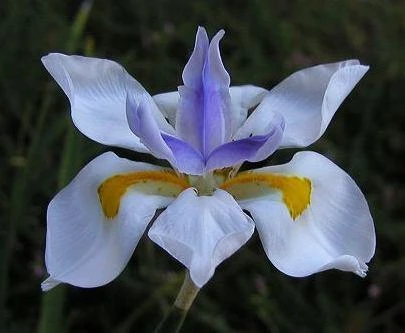 Dietes Grandiflora - Image 6