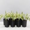 Dracaena Sanderiana White Stripe