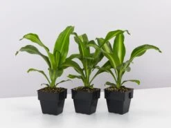 Dracaena Fragrans Burley