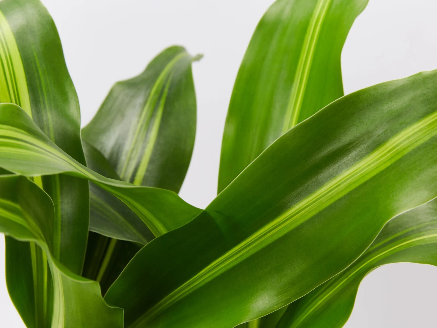 Dracaena Fragrans Burley - Image 2