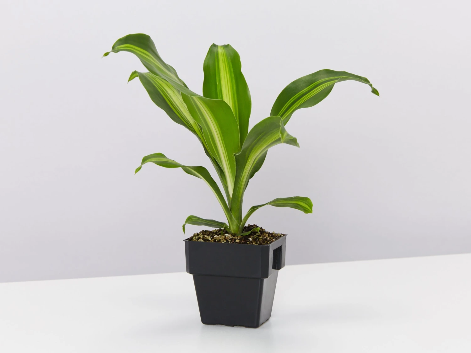 Dracaena Fragrans Burley - Image 3