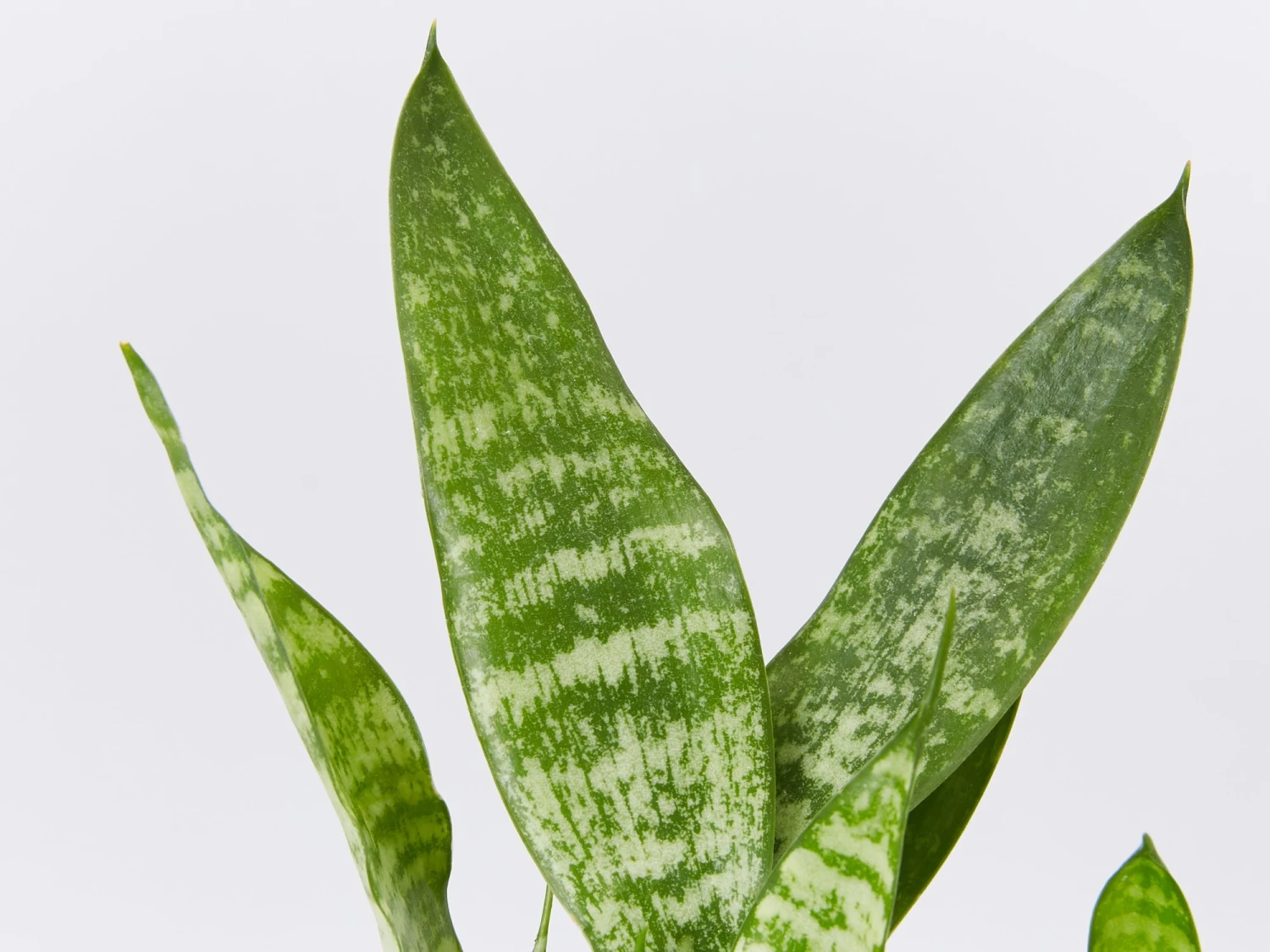 Dracaena Trifasciata - Image 3