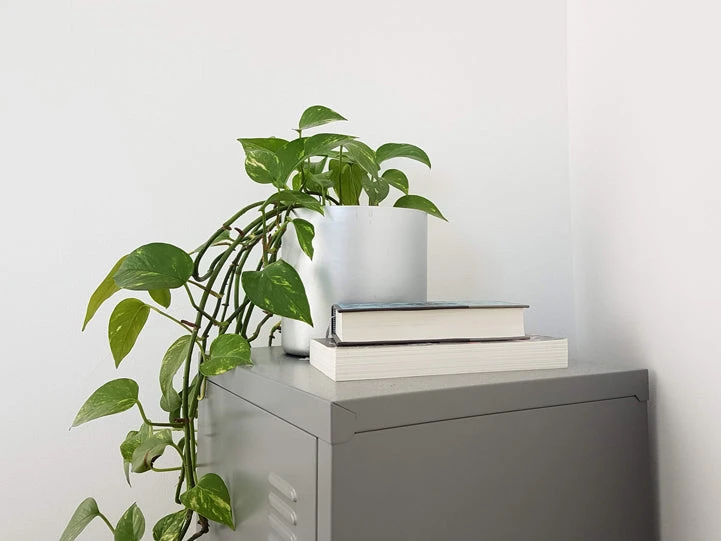 Golden Pothos Indoor Plant Pack - Image 9