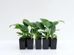 Rhaphidophora Decursiva