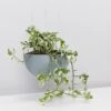 Ecopots Eco-Friendly Hanging Planters