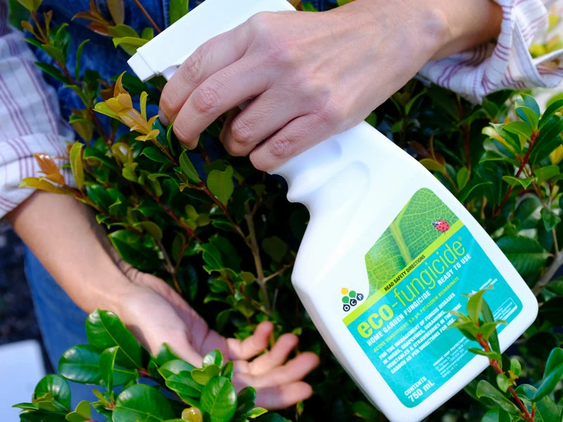 Eco Organic Fungicide - Image 4